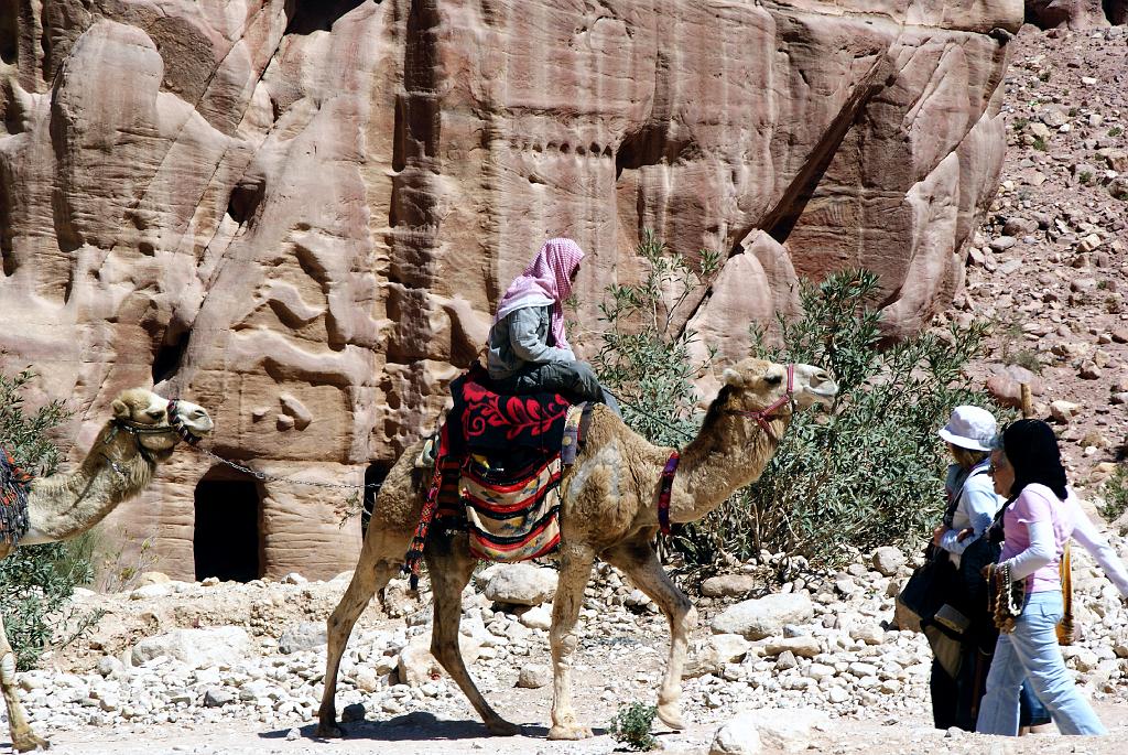 88 Cammelliere a Petra.JPG